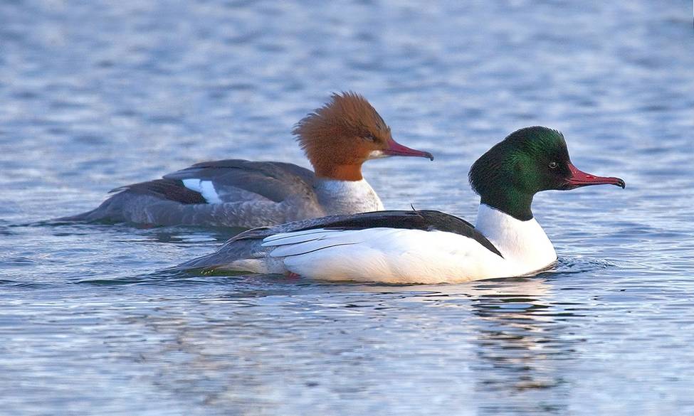 Enquête sur le Harle bièvre – canard piscivore non endémique