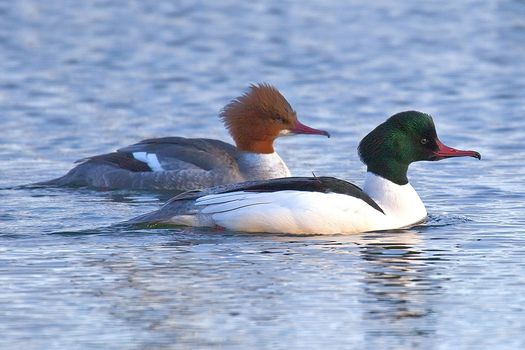 Enquête sur le Harle bièvre – canard piscivore non endémique